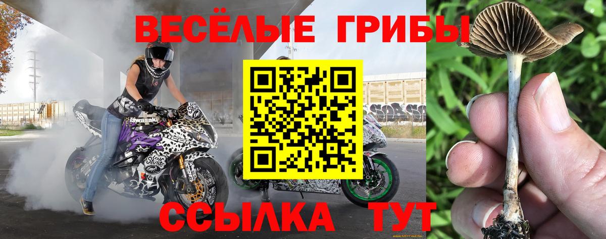 Псилоцибиновые грибы мицелий  Галлюциногенные грибы мицелий  Избербаш  купить закладку  Вход с VPN 